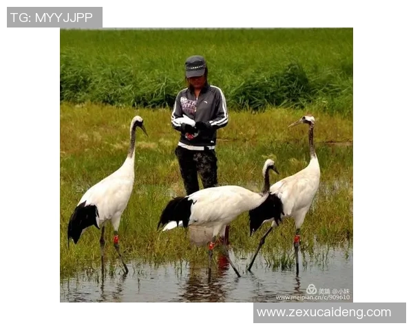 足球明星背后的声音揭秘他们真实的配音演员与故事